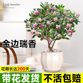 金边瑞香盆栽浓香型带花苞大苗室内植物花卉老桩四季开花客厅盆景