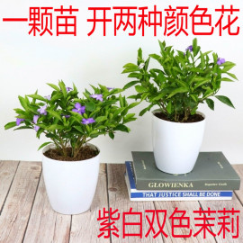 双色茉莉花苗盆栽，室内绿植盆栽花卉植物，白色茉莉多色双色茉莉