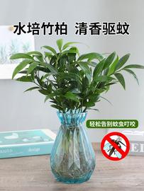 水培驱蚊竹柏植物，室内水养绿植花卉，盆栽办公室桌面四季常青好养活