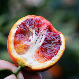 一年一次!塔罗科血橙富含花青素的玫瑰香味橙子秭归产区