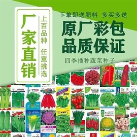 蔬菜种子大全家庭常用小青菜，上海青鸡毛菜，苏州青家庭阳台盆栽露天