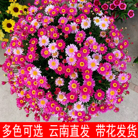 玛格丽特花苗盆栽带花卉绿植，盆栽四季糖果姬，小菊种籽阳台月季玫瑰