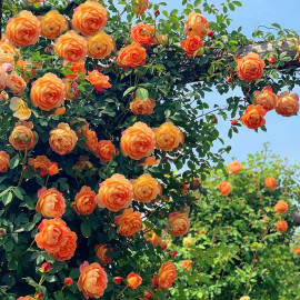 夏洛特夫人月季爬藤蔷薇，花苗藤本爬墙玫瑰大花卉，庭院四季开花植物