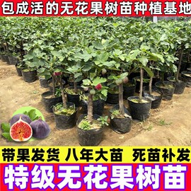 无花果果树果苗特大果，矮化盆栽水果树，波姬红青皮鲜果树南北方