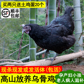 2年乌骨老母鸡正宗农家散养土鸡，新鲜现杀雪峰，乌鸡五黑鸡公鸡母鸡