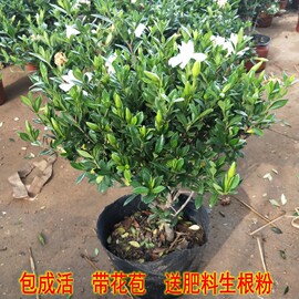 独杆大叶小叶雀舌栀子花盆栽，室内外四季花卉植物开花浓香型带花苞