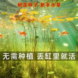 睡莲种子四季鱼缸水草懒人造景花鱼共养水族设备净化多肉活体碗莲