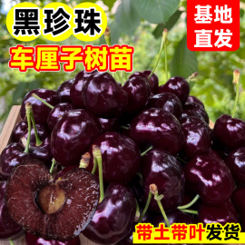 黑珍珠车厘子树苗南方大樱桃水果树果苗北方种植盆栽庭院地栽蓝莓