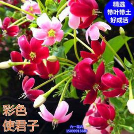 使君子花苗爬藤植物室内外重瓣藤类攀爬花卉阳台围墙花水君子花苗