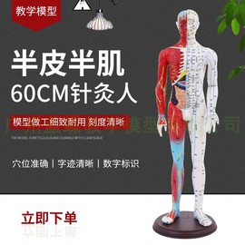 半皮半肌肉解剖60CM人体穴位模型反射区经络按摩男女超清晰针灸