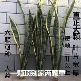 金边虎皮兰裸根绿植懒人好养易活植物大苗室内吸甲醛绿银脉虎尾兰