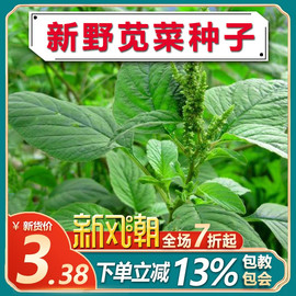 野苋菜野生苋菜种子 野菜种子庭院阳台盆栽茴香紫苏刺苋菜籽种籽