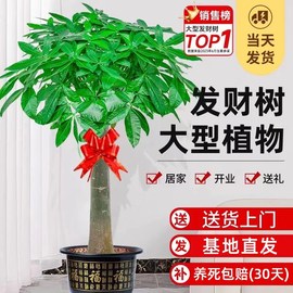 发财树大盆栽客厅大型室内植物，开业乔迁送礼办公室绿植乔迁新居