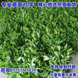 茶叶苗安吉白茶黄金芽茶苗普洱茶龙井碧螺春南方种植四季绿茶树苗