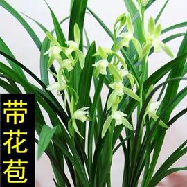 兰花草建兰四季兰龙岩素大凤素夏秋带花苞室内花卉盆栽庭院植物