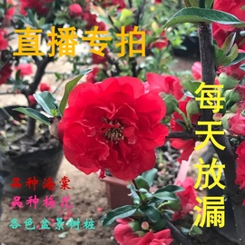 直播专拍视频挑选红梅海棠，迎春各色盆景树桩各种四季盆栽花卉