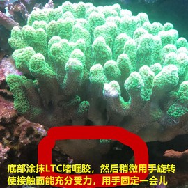 LTC水族专用啫喱胶水粘珊瑚断肢胶固定断枝活石胶沉木水草造景胶