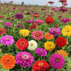 百日草花种子四季播易种景观花卉种子夏秋季种百日菊花百日草种子