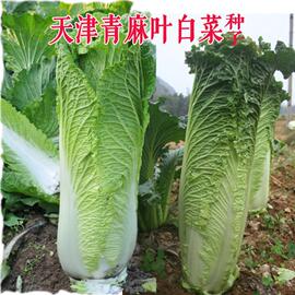 天津青麻叶结球长白菜农家菜园庭院秋季种植阳台蔬菜种子四季易种