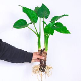 水培大叶千手观音盆栽花小植物，室内桌面盆景滴水观音千佛手，常绿叶(常绿叶)