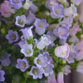 风铃草花种室内四季播种开花盆栽花籽易活花种籽子孑草籽虞美人