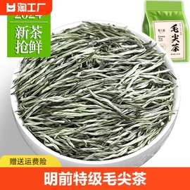 毛尖茶叶特级2024新茶信阳明前绿茶春茶叶散装250g