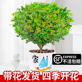 香水米兰盆栽茉莉室内驱蚊绿植物，浓香四季开花苗客厅阳台好养花卉