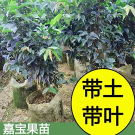 正宗嘉宝果苗沙巴四季早生苗盆栽地栽果树苗树葡萄苗大苗庭院带土