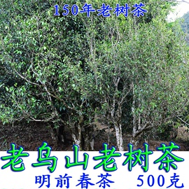 老乌山普洱茶古树茶生茶散茶春茶好喝500克百年老树茶农自产自销