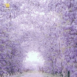 有寻植物紫藤普罗旺斯花苗，树苗盆栽爬藤多季开花庭院，花墙拱门花