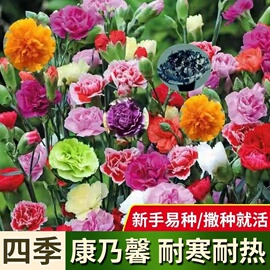 康乃馨花种子四季花卉，观花植物室内花，开花不断盆栽庭院花籽易种活