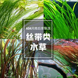 线叶古精细叶谷精ada水草，品种保证自来水养殖鱼缸，水族箱中后景包