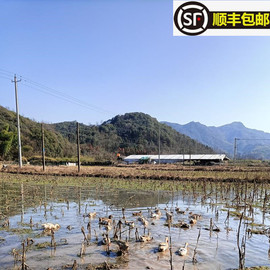 皖南炖汤老鸭三年齐毛麻鸭农家天然散养土鸭活体现杀野外稻田水鸭