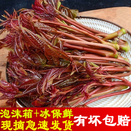 现摘冷链运输头茬红香椿芽尖露天红油香椿当季新鲜蔬菜特产露天