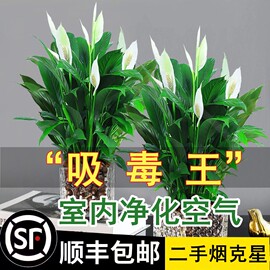 白掌盆栽一帆风顺绿萝箩花卉植物室内花水培红掌绿植发财树吸甲醛