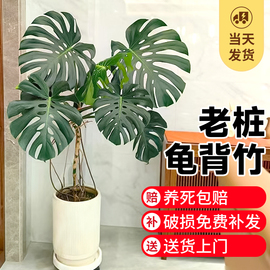 大叶龟背竹老桩植物室内客厅，大型绿植办公室落地大号，真花四季常绿