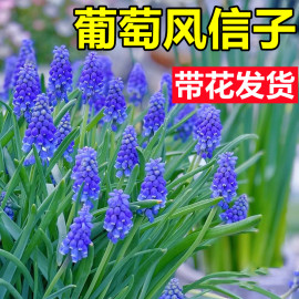 5颗水培葡萄风信子方玻璃瓶套装种球根耐寒植物秋冬花卉水养百合