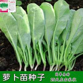 萝卜菜种籽专吃萝卜苗种子四季阳台盆栽小萝卜青菜籽种蔬菜种孑