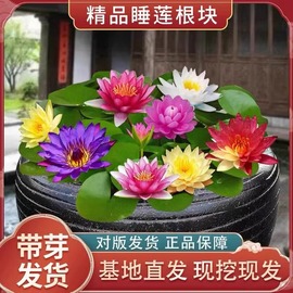 睡莲水培植物四季荷花盆栽水养，开花鱼缸莲花池塘根块带花苞大花苗