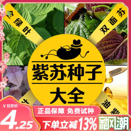 散装紫苏种子紫苏子食用苏子叶(苏子叶)籽油绿苏种孑四季盆栽蔬菜阳台