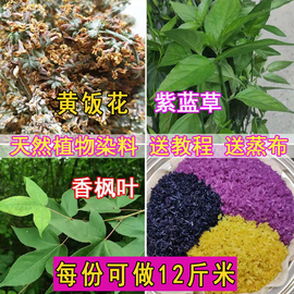 广西五色糯米饭植物染料枫香叶，红蓝草三月三清明节黄饭花黑橙紫黄