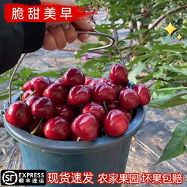 现摘美早大连大樱桃车厘子当季新鲜孕妇水果