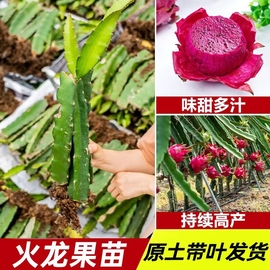 红心火龙果树苗家庭阳台庭院四季南北种植盆栽水果种苗当年结果