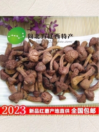 东北特产红蘑 野生红蘑菇干货 肉蘑松树伞钉松蘑菇/500g