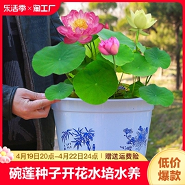 鱼缸水草碗莲水培植物种子四季开花水生植物盆栽荷花无土淡水好养