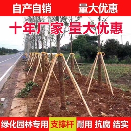 园林绿化新型行道树木支撑杆支架固定架固定器去皮松木棍支撑套装