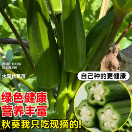 红秋葵苗黄秋葵秧苗盆栽家庭阳台水果蔬菜种植四季种菜种子籽大全