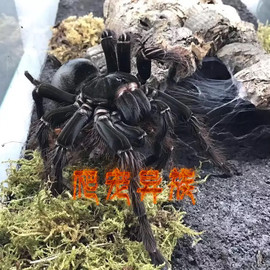 亚马逊巨人食鸟蜘蛛tb活体，宠物蜘蛛捕鸟蛛，tb蜘蛛长毛种大型地栖类