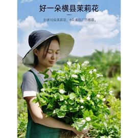 重瓣茉莉花苗室外绿植阳台花卉盆栽四季开花庭院窗台观花植物老桩