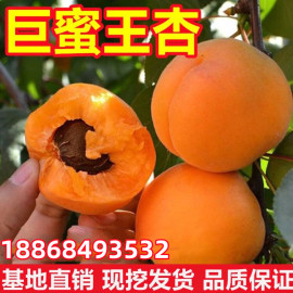 巨蜜王杏苗南北方地栽种植特大杏树果苗盆栽嫁接杏子，苗树当年结果